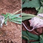 Um rato curioso foi encontrado a mastigar folhas de cannabis antes de ser encontrado desmaiado de costas