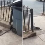 Momento nauseabundo em que um rato de Nova York tenta COMER um pombo vivo antes que o pássaro seja salvo por um bom samaritano com um cachimbo