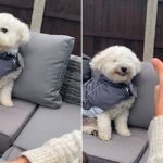 Buddy, o cachorro que adora sorrir para os seus donos quando eles lhe dão um sinal de positivo